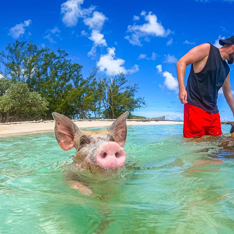 Nassau: Pigs Beach Trip by Boat with Swimming and Feeding
