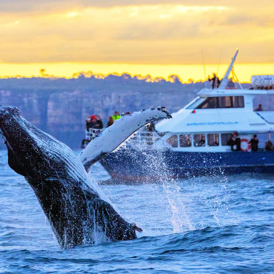 クジラのいた夏('14ポニーキャニオン/HORIZON/サモワール/ユナイテッ… c3b43691fbfcb1fc4aabe230de3efa