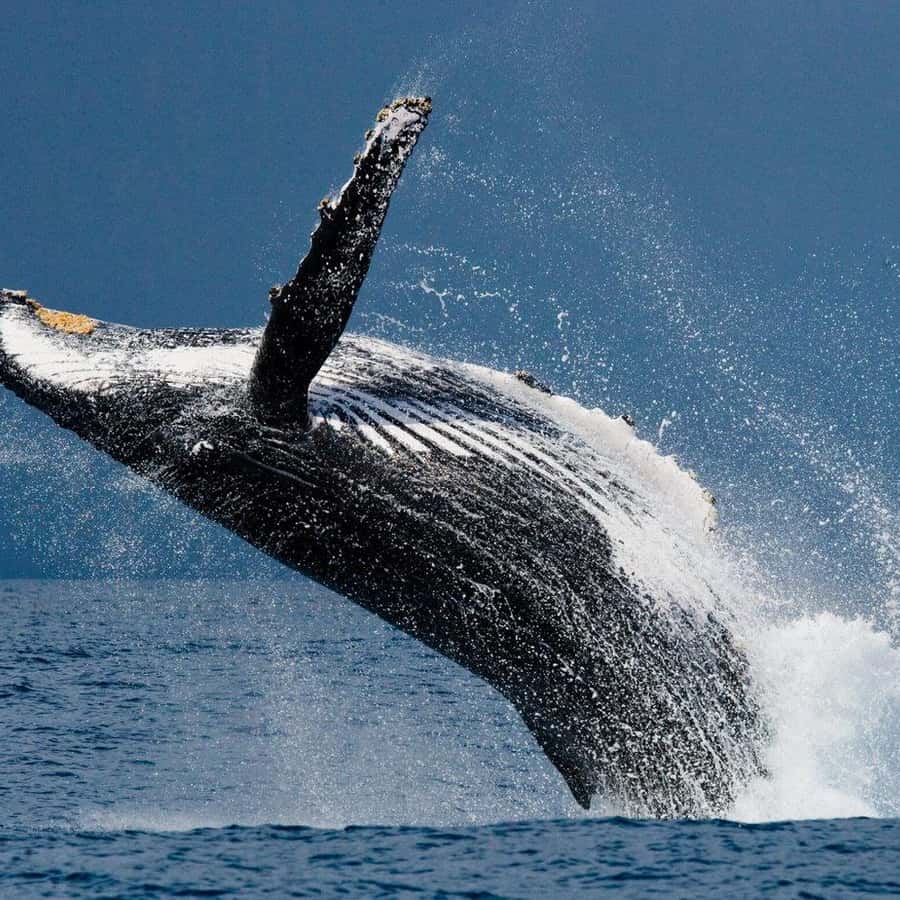 ウビタ：ザトウクジラ野生動物ウォッチング | GetYourGuide