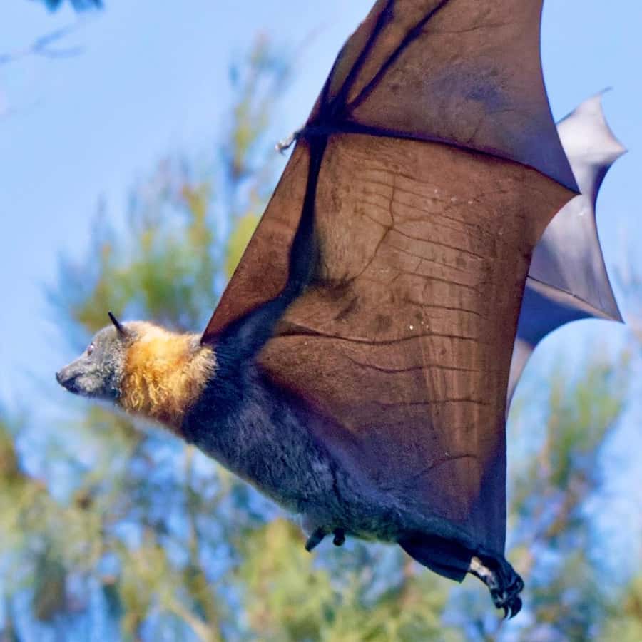 Casetta Per Pipistrelli In Legno - Rifugio Naturale Per Giardino E Bosco - Foto 2