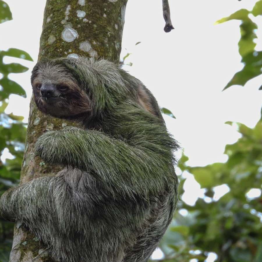 La Fortuna: Sloth Tour in Arenal Volcano Park & Local Snack