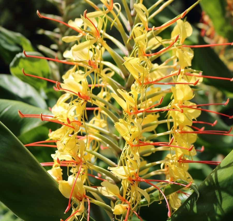 Colagem de mídia