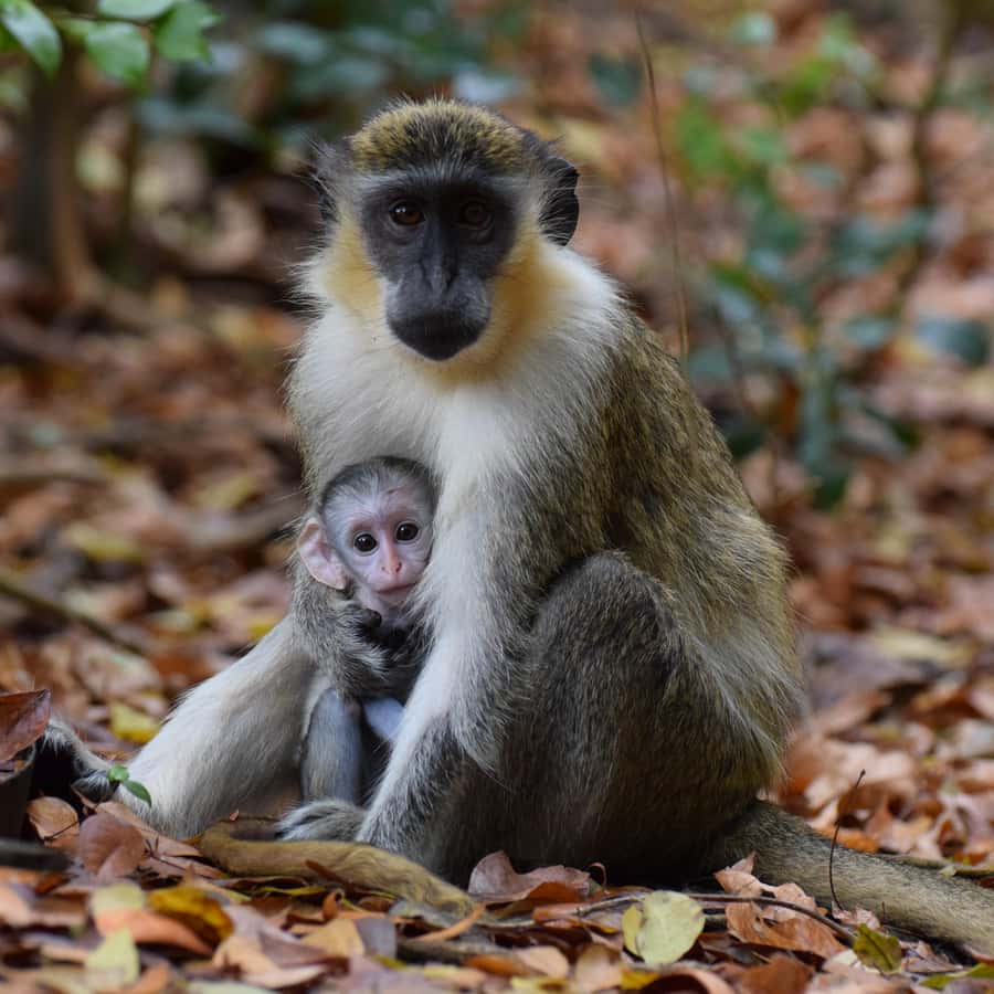Monkey Feeding