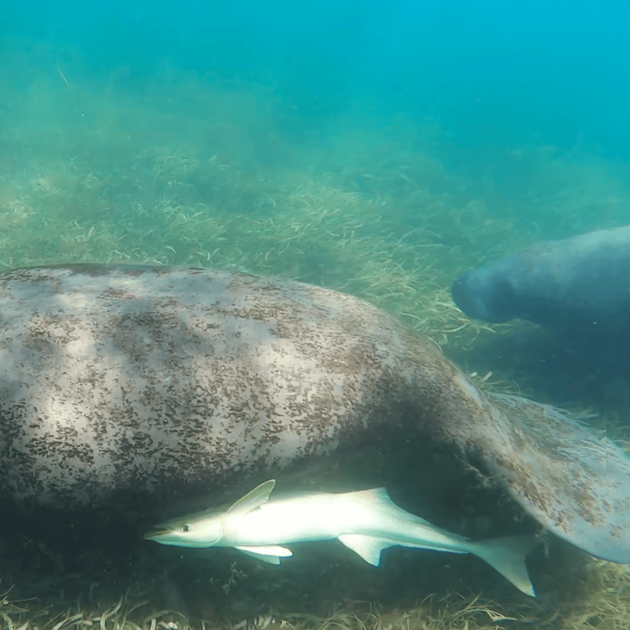 San Juan: Snorkel with Manatees and Turtles with Free Video