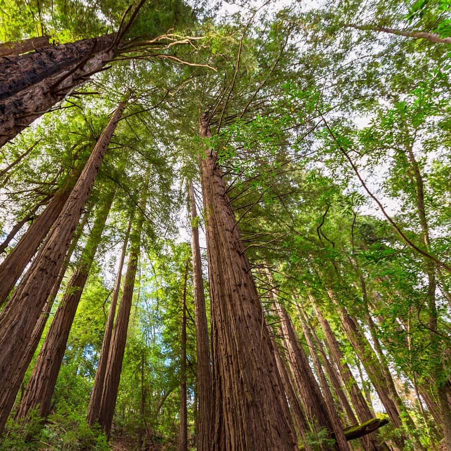 Big Sur: Sightseeing Tour with 4 to 5 Stops