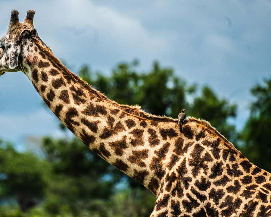 Galería de fotos para redes