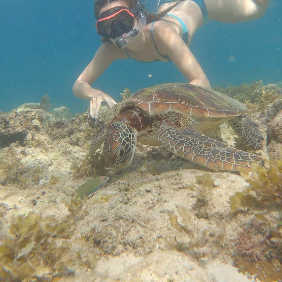 アートパネル タートル 亀 マナティ ジュゴン アザラシ 滝 海 魚
