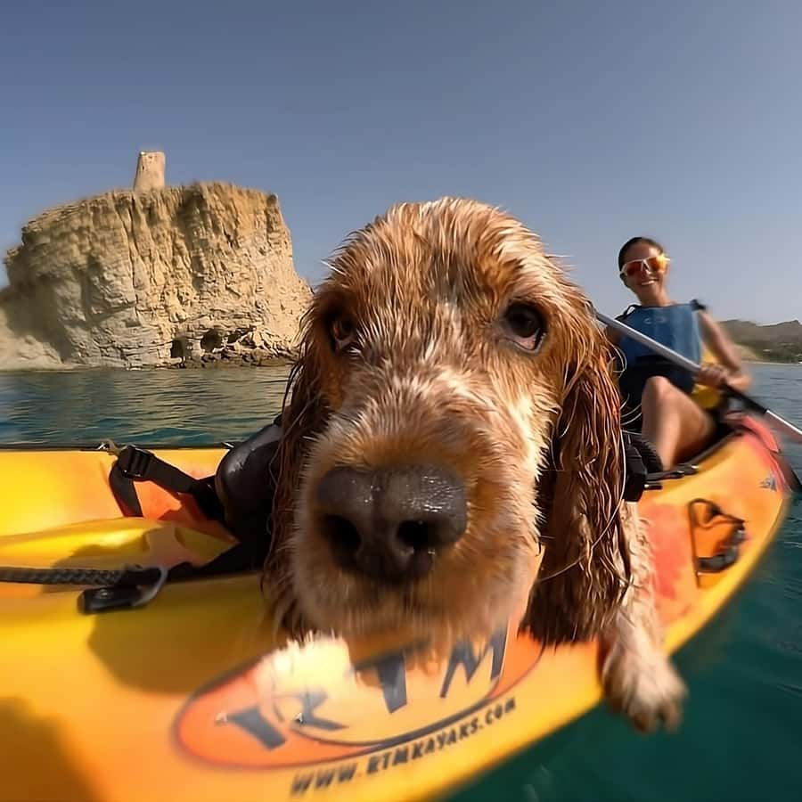 Villajoyosa: Kayak con il migliore amico dell'uomo, il tuo cane