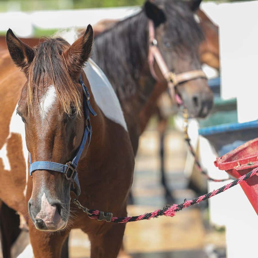 From Carolina: Horse Riding at a Private Ranch