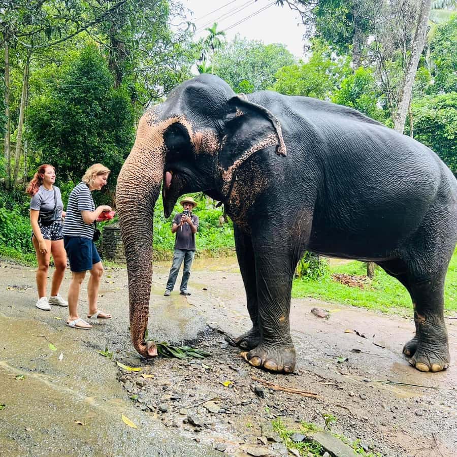 Excursão de um dia a Pinnawala a partir de Kandy (tour particular) |  GetYourGuide, image size:900x900