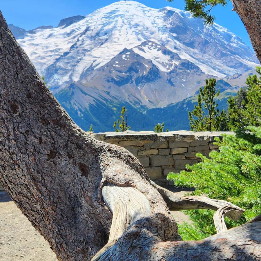 Mount Rainier: Day Hike on the Mountain