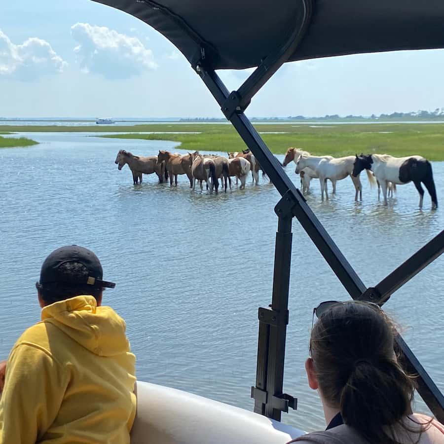 Chincoteague: Premier Pony & Wildlife Small Group Boat Tour