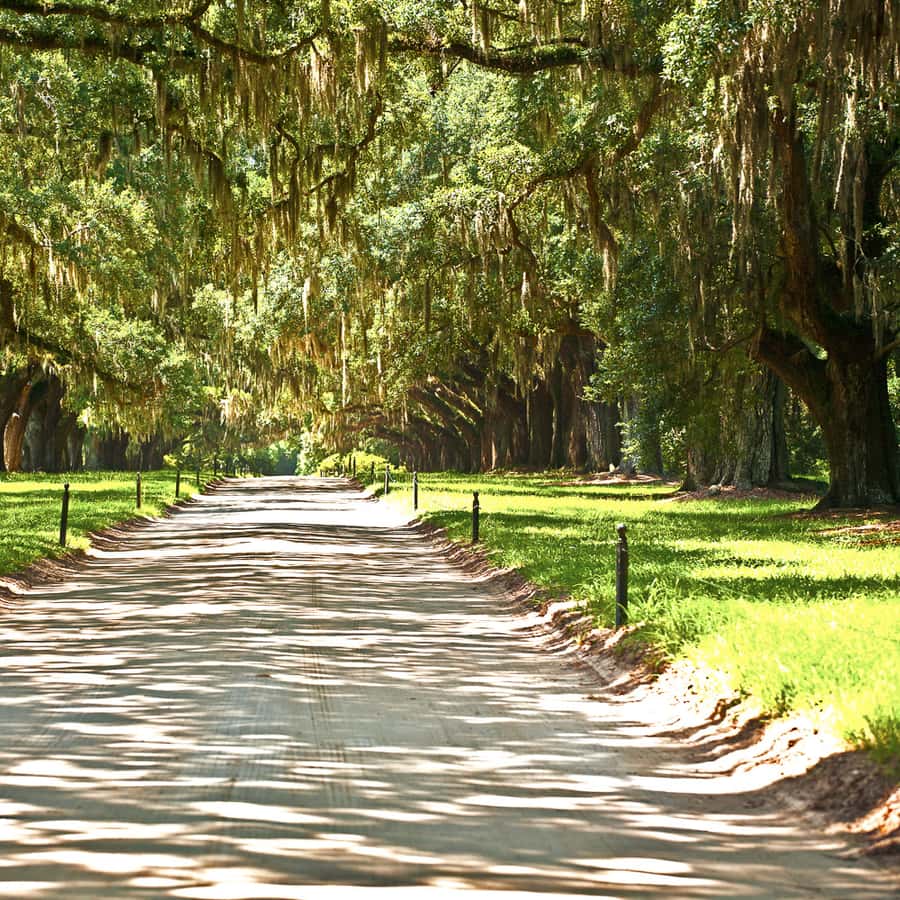Nueva Orleans: Excursión de un día a la Plantación de Single y al Pantano  de Pontoon | GetYourGuide, image size:900x900