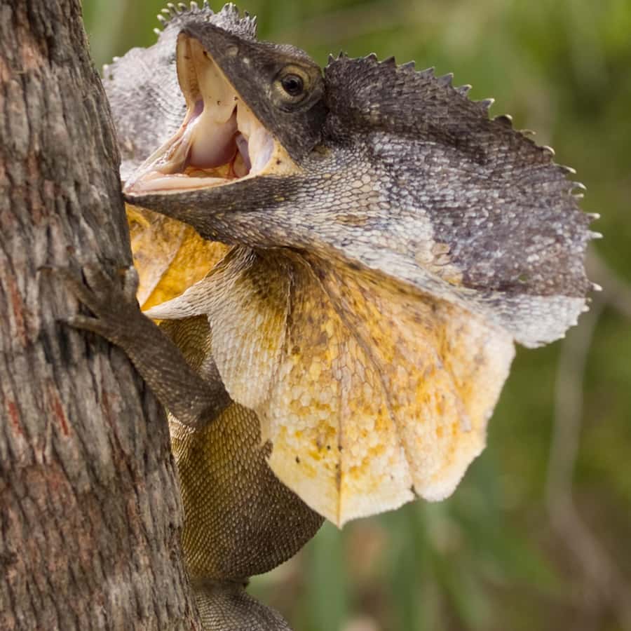 Many Moss Growth On Chameleon InstatueArkivfotografi747704500 | Shutterstock, image size:900x900