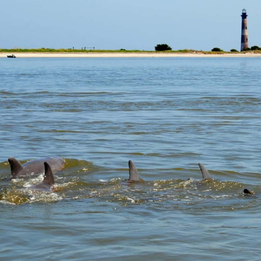 Charleston: Morris Island Lighthouse Eco-Boat Tour