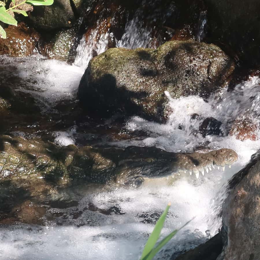 Galería de fotos para redes