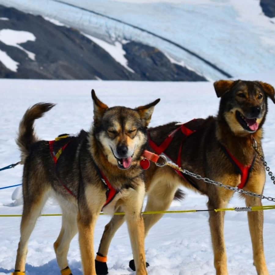 Seward, Alasca: aventura de trenó puxado por cães em um glaciar de  helicóptero | GetYourGuide, image size:900x900