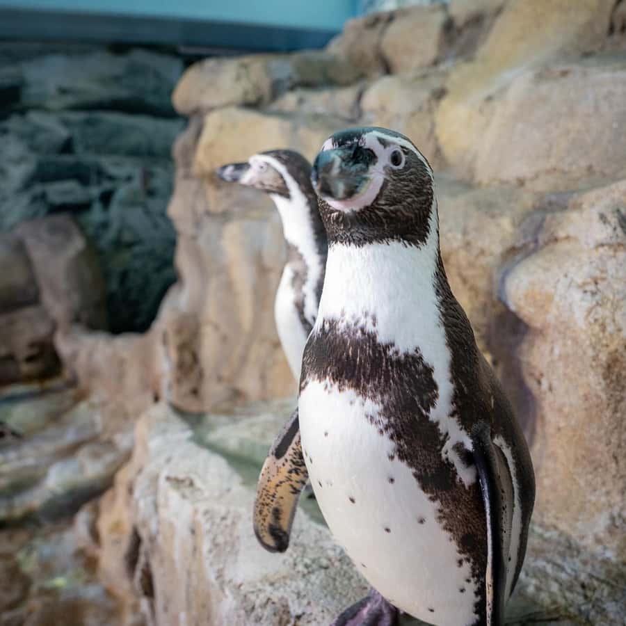 メディア コラージュ