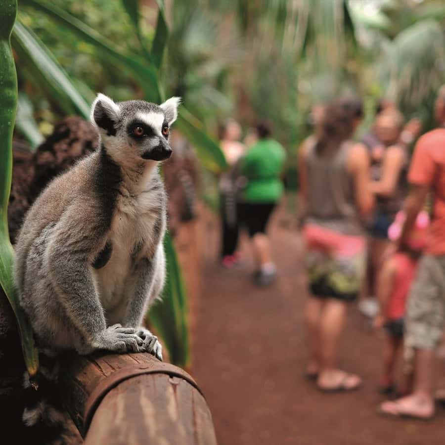 Galería de fotos para redes