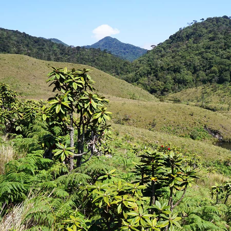 Visite as planícies de Horton e Nuwara Eliya saindo de Ella | GetYourGuide, image size:900x900