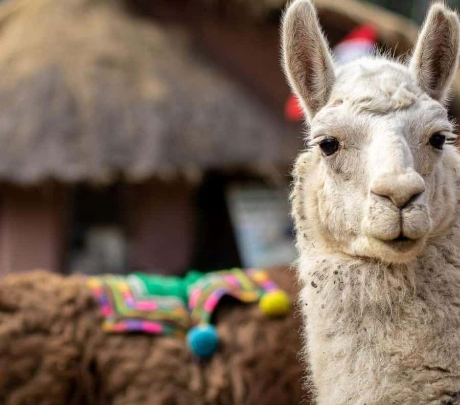 Galería de fotos para redes