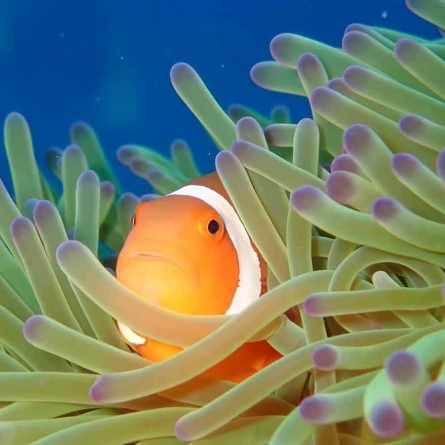 Fototapet - Anemone Klovnefisk Dans - Tapet.com, image size:900x900