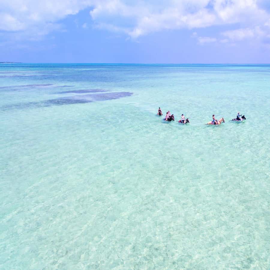 Providenciales: Beach and Ocean Horseback Riding Adventure