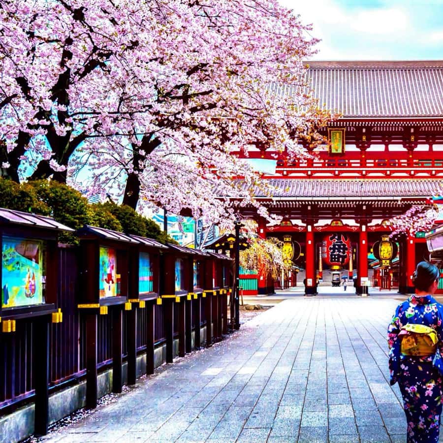 Tokyo: Full-Day Private Custmizable Tour with English Driver
