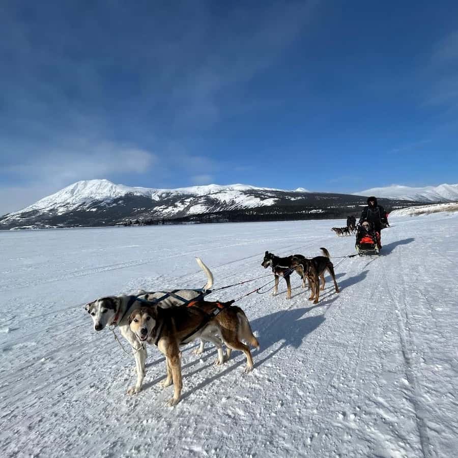 Whitehorse Fall Dry-Land Mushing Adventure with Huskies