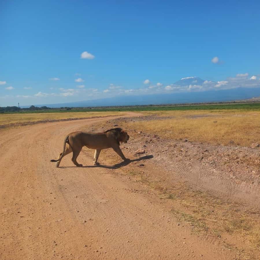 Colagem de mídia
