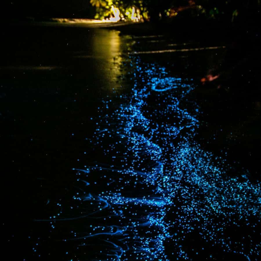 Vieques: Bioluminescent Bay Clear Bottom Kayaking