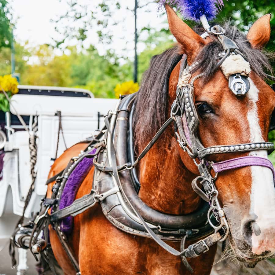 NYC: Guided Central Park Horse Carriage Ride