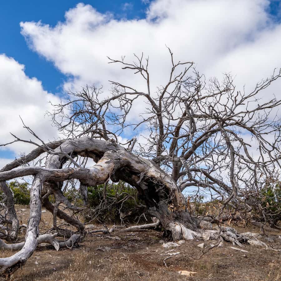 Galería de fotos para redes