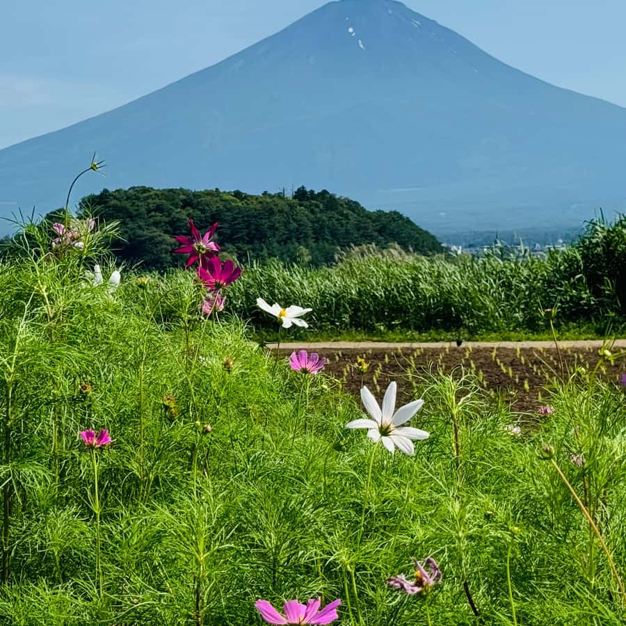 メディア コラージュ