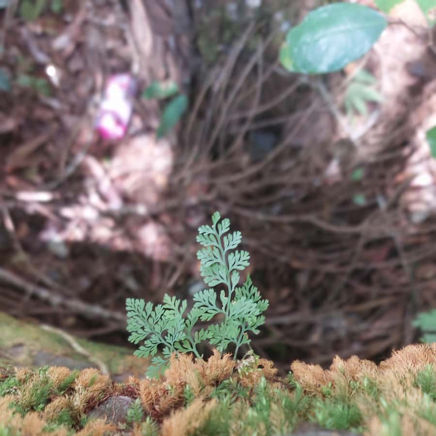 Colagem de mídia