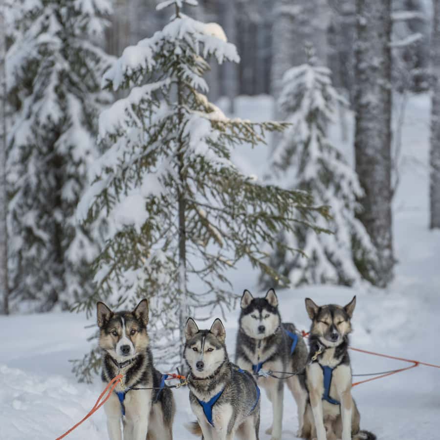 Медиаколлаж