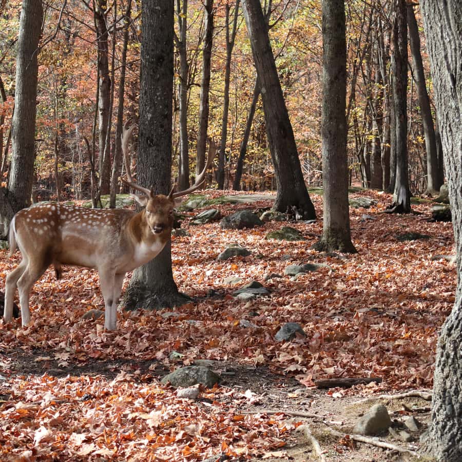 From Montreal: Omega Park Wildlife Safari Calling Sounds