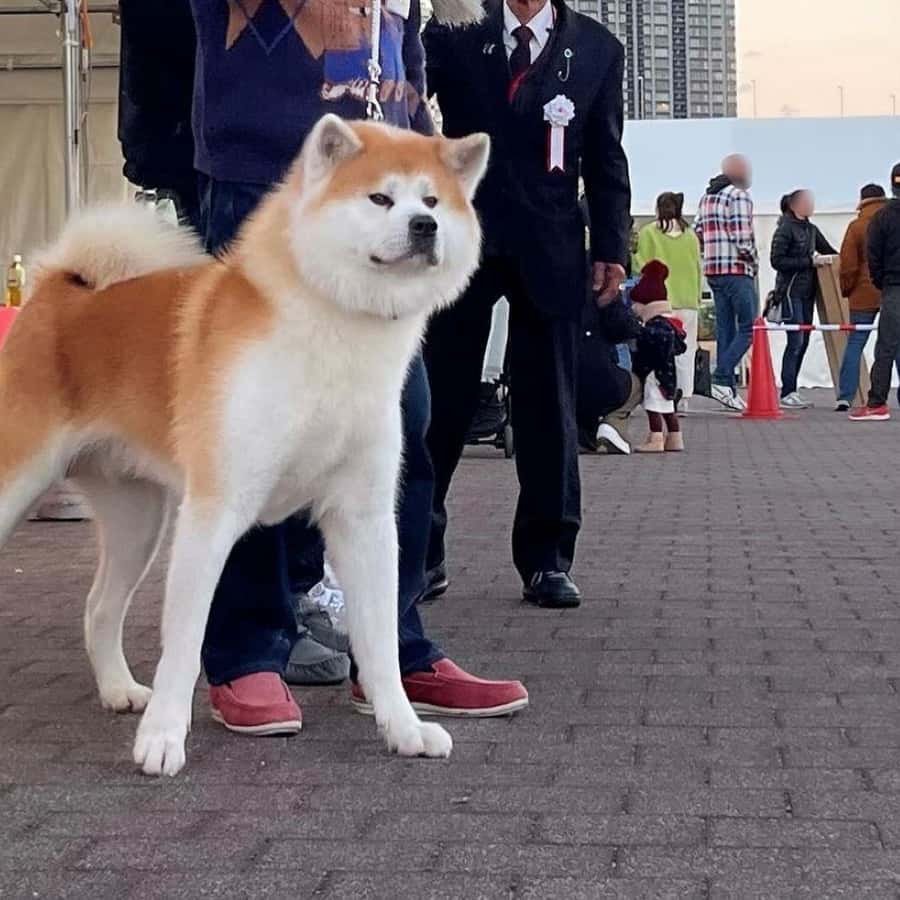 Japanese Dog Inu Japanese Akita Inu Akita Names Male Akita Names