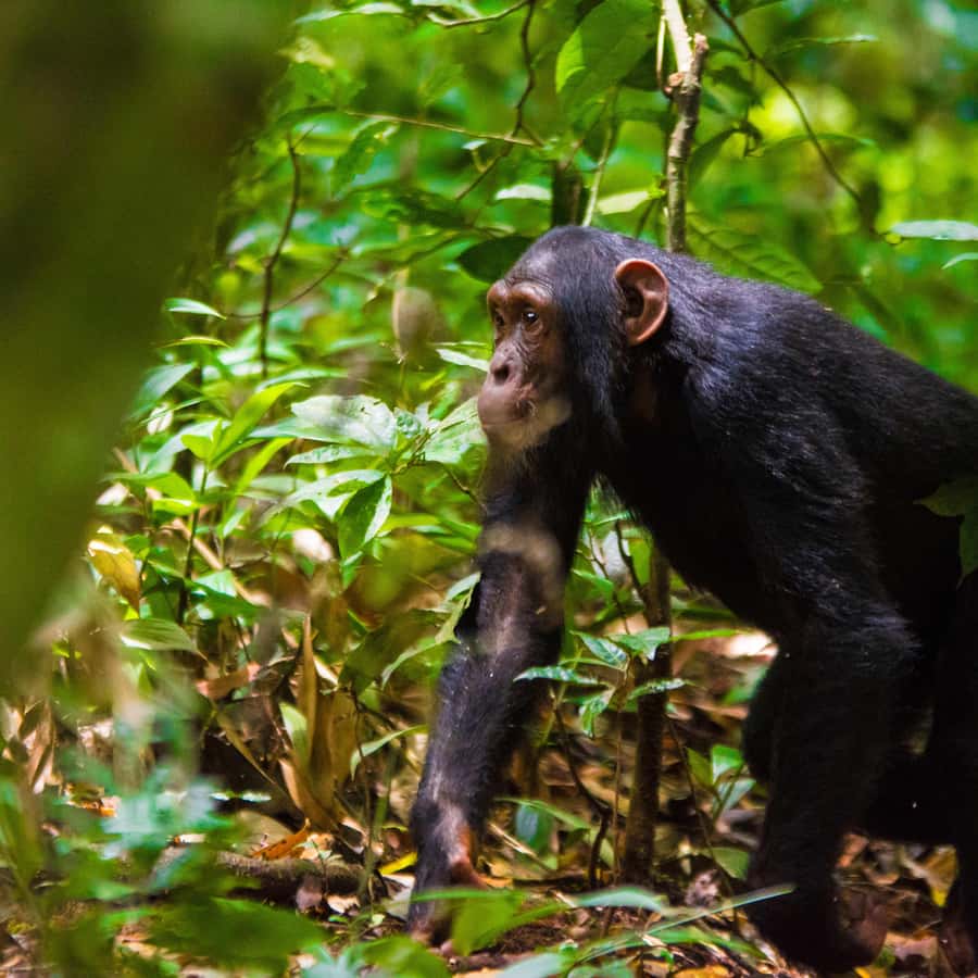 シュタイフ チンパンジーボンゴ シュタイフ チンパンジーボンゴ シュタイフ チンパンジーボンゴ