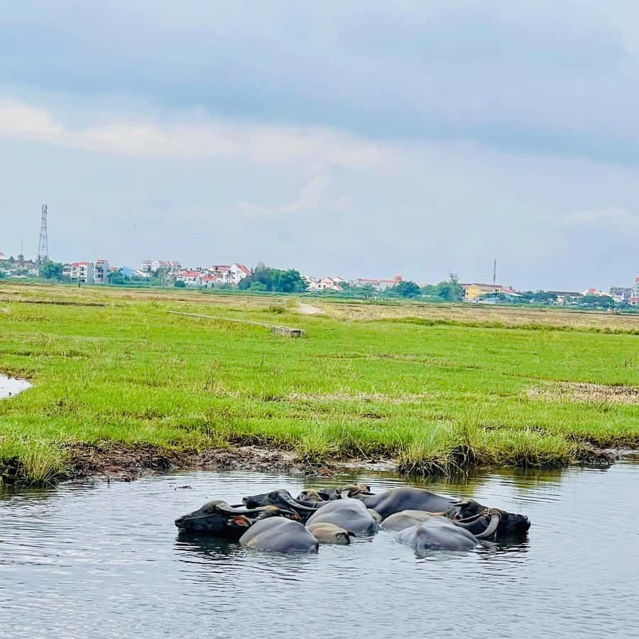 Hoi An: Countryside Bicycle Tour with Farm, Basket Boat Ride