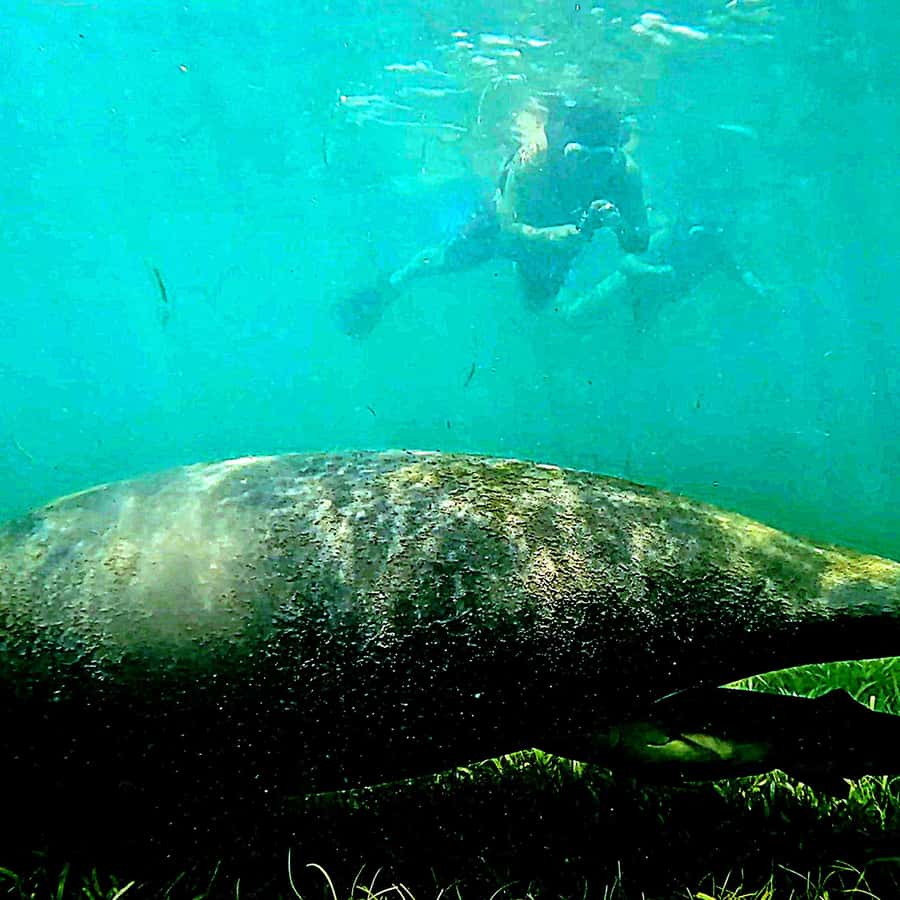 San Juan: Snorkel with Manatees and Turtles with Free Video