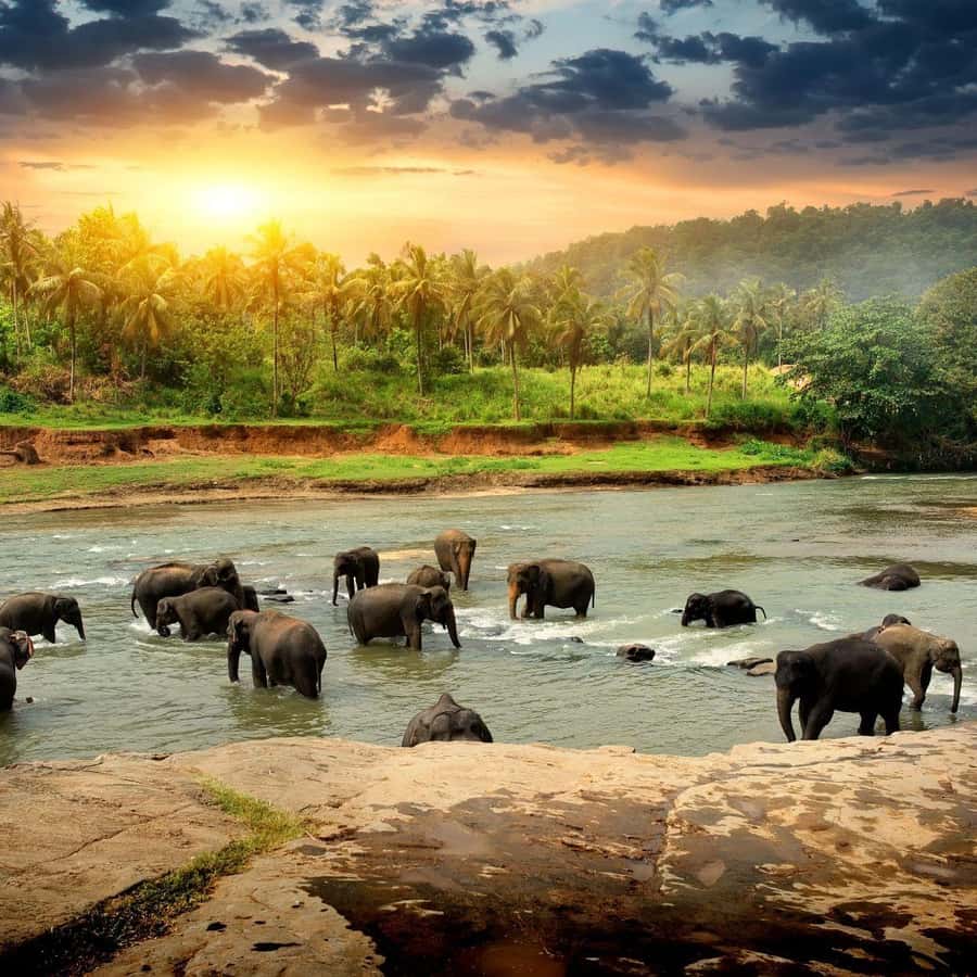 De Colombo: Viagem de 1 dia a Kandy, Pinnawala e Fábrica de Chá |  GetYourGuide, image size:900x900