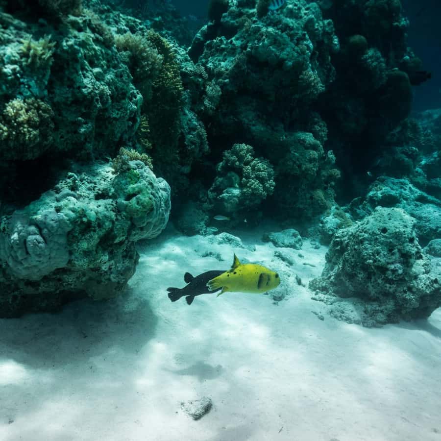Galería de fotos para redes