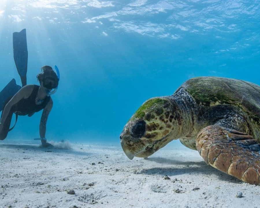 Galería de fotos para redes
