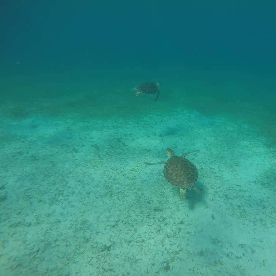 Fajardo: Private Half-Day Boat Charter to Icacos or Palomino