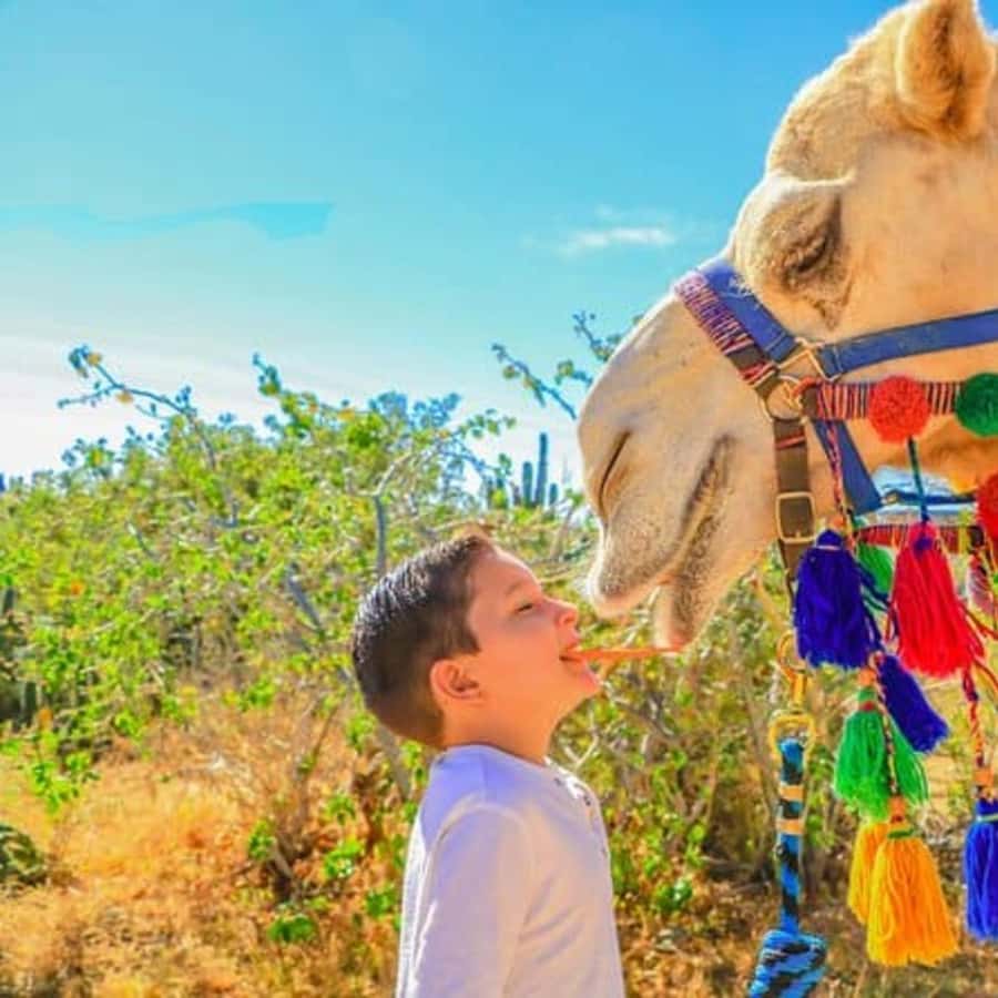 Los Cabos: Wüste \u0026 Meer Kamel Safari Tour mit Mittagessen | GetYourGuide, image size:900x900