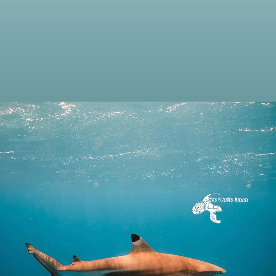 Fotografie