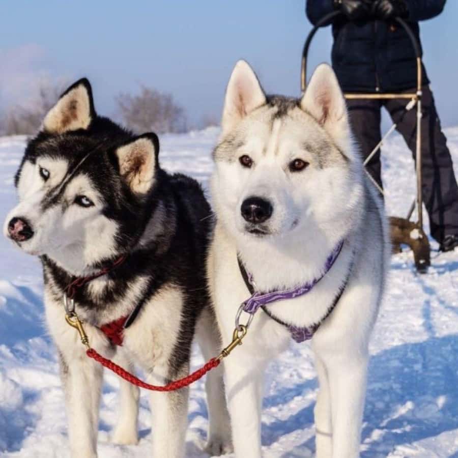 Levi: Km Husky Sledding Ride in Levi GetYourGuide