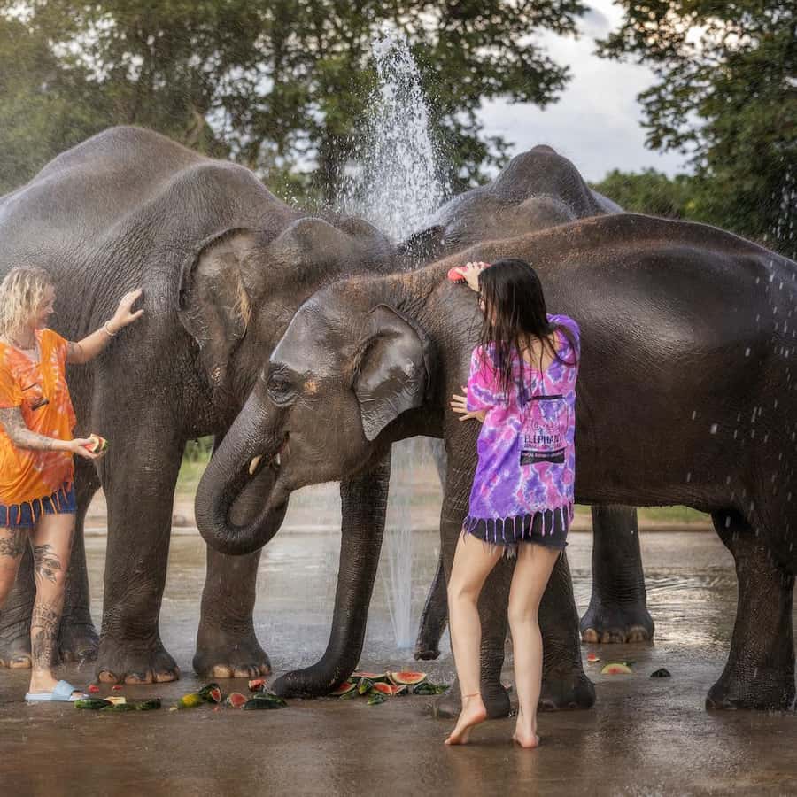 Chiang Mai: Programa Ético de Alimentación y Ducha de Elefantes