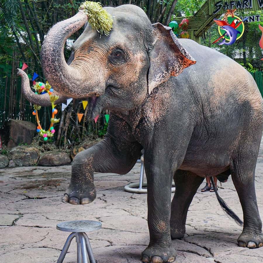 Baby Chaba Elephant Baby Bath Bangkok Safari World, Hotel And